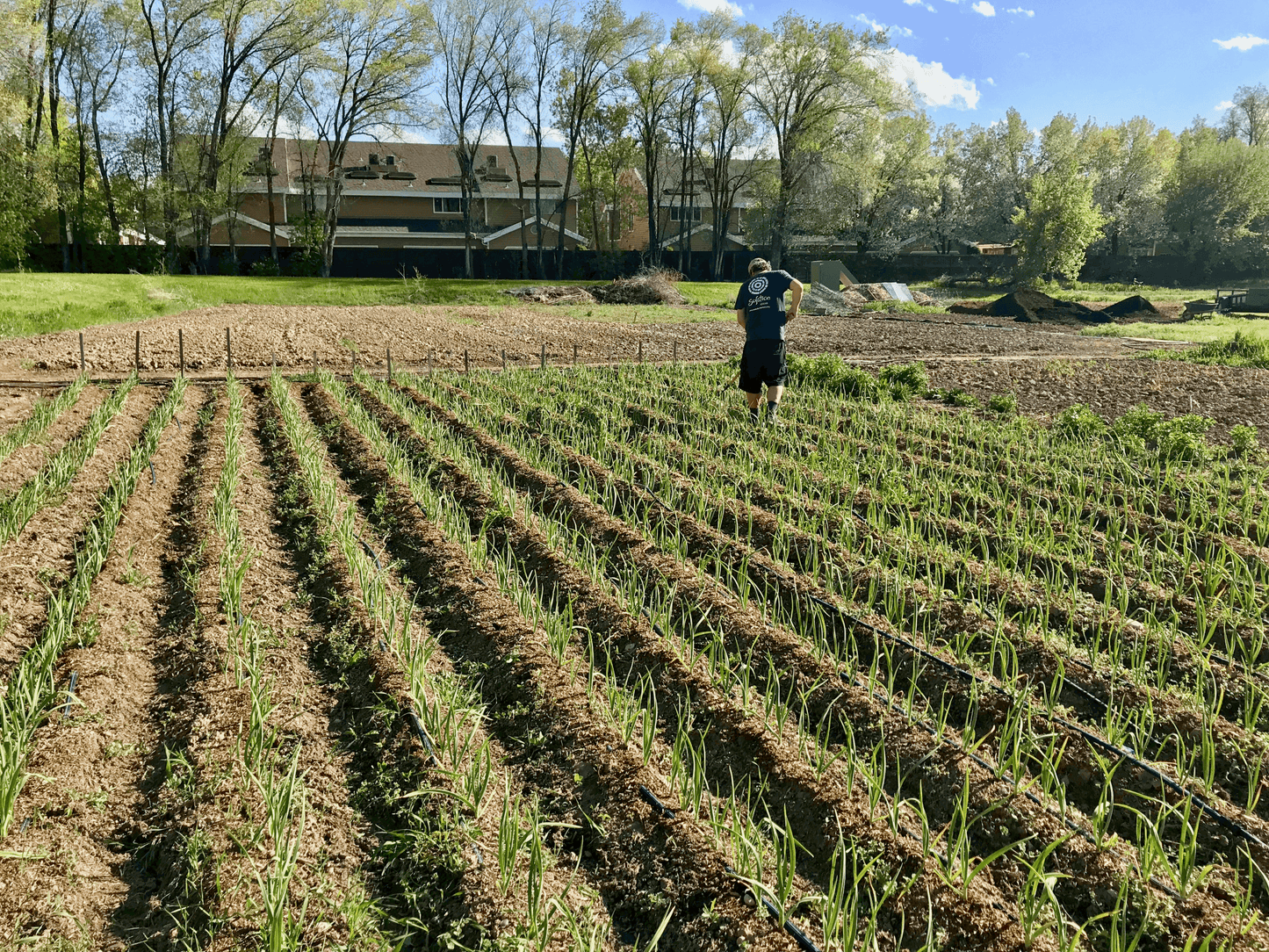 The owner of Solstice Spices weeding between several long rows of garlic plants with trees, a cloudy blue sky, and condominiums in the background.