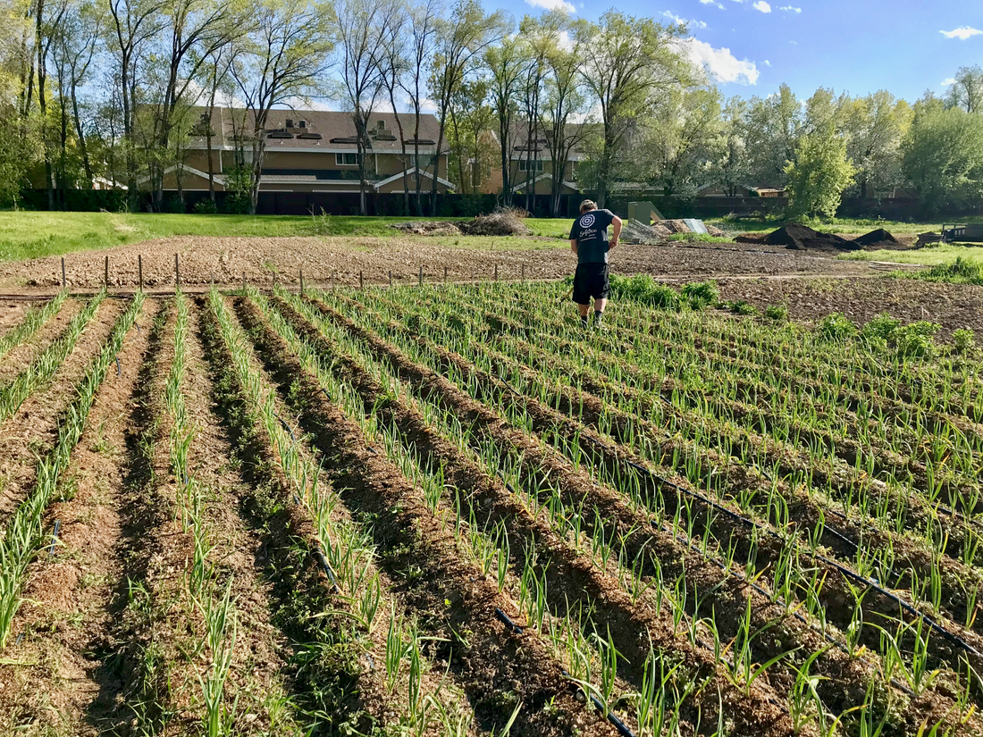 Farmer Tony weeding the garlic rows at the old farm