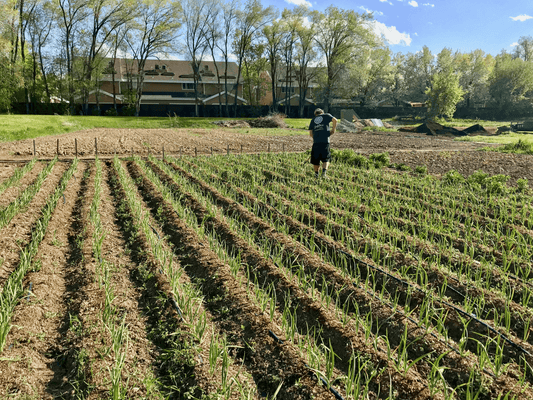 Farmer Tony weeding the garlic rows at the old farm