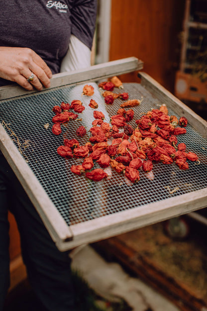 Dried habanero peppers on a screen being removed from the solar dehydrator by a the owner of solstice spices at their farm in Utah. Getting ready for grinding them down into Farm to Jar spices.